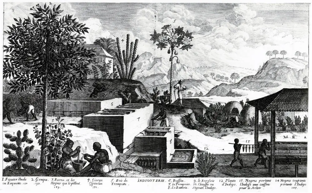Image of indigo farm in colonial Haiti